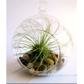 Mouth Blown Clear Glass Airplant Terrariums